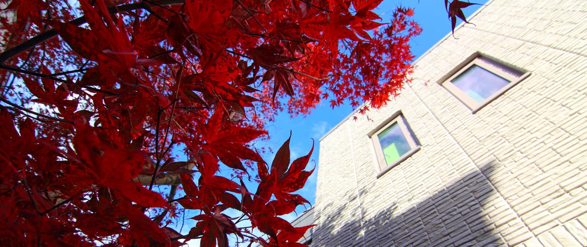 Urban Oasis exterior with Japanese maple tree against blue sky